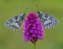 Marbled_White~0.jpg