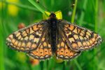 Marsh_Fritillary.jpg