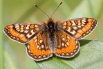 Marsh_Fritillary1.jpg