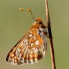 Marsh_Fritillary2.jpg