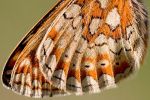 Marsh_Fritillary~0.jpg