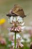 Meadow_Brown.jpg