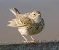 Meadow_Pipit1.jpg