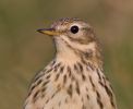 Meadow_Pipit2.jpg