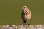 Meadow_Pipit~0.jpg