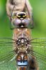 Migrant_Hawker100815-0241.jpg