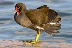 Moorhen080205-1184.jpg