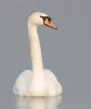 Mute_Swan100427-9780.jpg