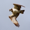 Osprey3.jpg