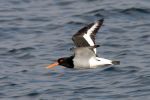 Oystercatcher_140408.jpg