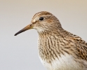 Pectoral-Sandpiper.jpg