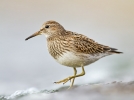 Pectoral-Sandpiper~0.jpg