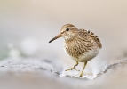 Pectoral-Sandpiper~1.jpg