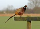 Pheasant091209-3266.jpg