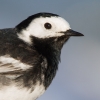 Pied-Wagtail4.jpg