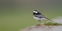 Pied-Wagtail5.jpg