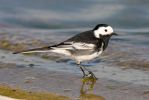 Pied_Wagtail.jpg