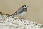 Pied_Wagtail070826-01.jpg