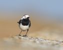 Pied_Wagtail100326-6244.jpg