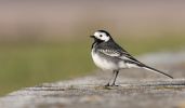 Pied_Wagtail~1.jpg