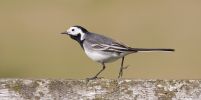 Pied_Wagtail~2.jpg