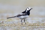 Pied_Wagtail~4.jpg