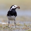 Pied_Wagtail~5.jpg