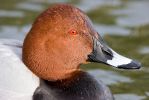 Pochard.jpg