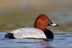 Pochard~0.jpg