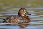 Pochard~1.jpg