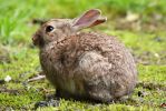 Rabbit070703-01.jpg