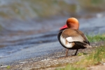 Red-crested_Pochard.jpg