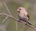 Redpoll090316-002.jpg