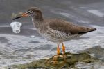 Redshank.jpg