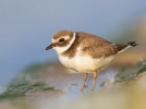 Ringed-Plover4.jpg