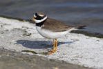 Ringed_Plover.jpg