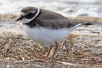 Ringed_Plover01.jpg