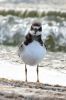 Ringed_Plover02.jpg