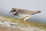 Ringed_Plover090907-161.jpg