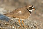 Ringed_Plover100427-9927.jpg