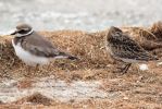 Ringed_Plover___Dunlin01.jpg