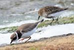 Ringed_Plover___Dunlin02.jpg