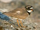 Ringed_Plover~1.jpg