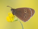 Ringlet.jpg