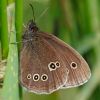 Ringlet070627-01.jpg