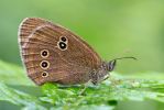 Ringlet100722-7001.jpg