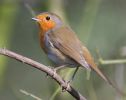 Robin090221-178.jpg