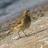 Rock_Pipit.jpg