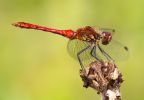 Ruddy_Darter100718-6775.jpg