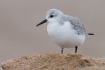 Sanderling.jpg